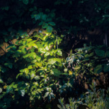 DOT_12